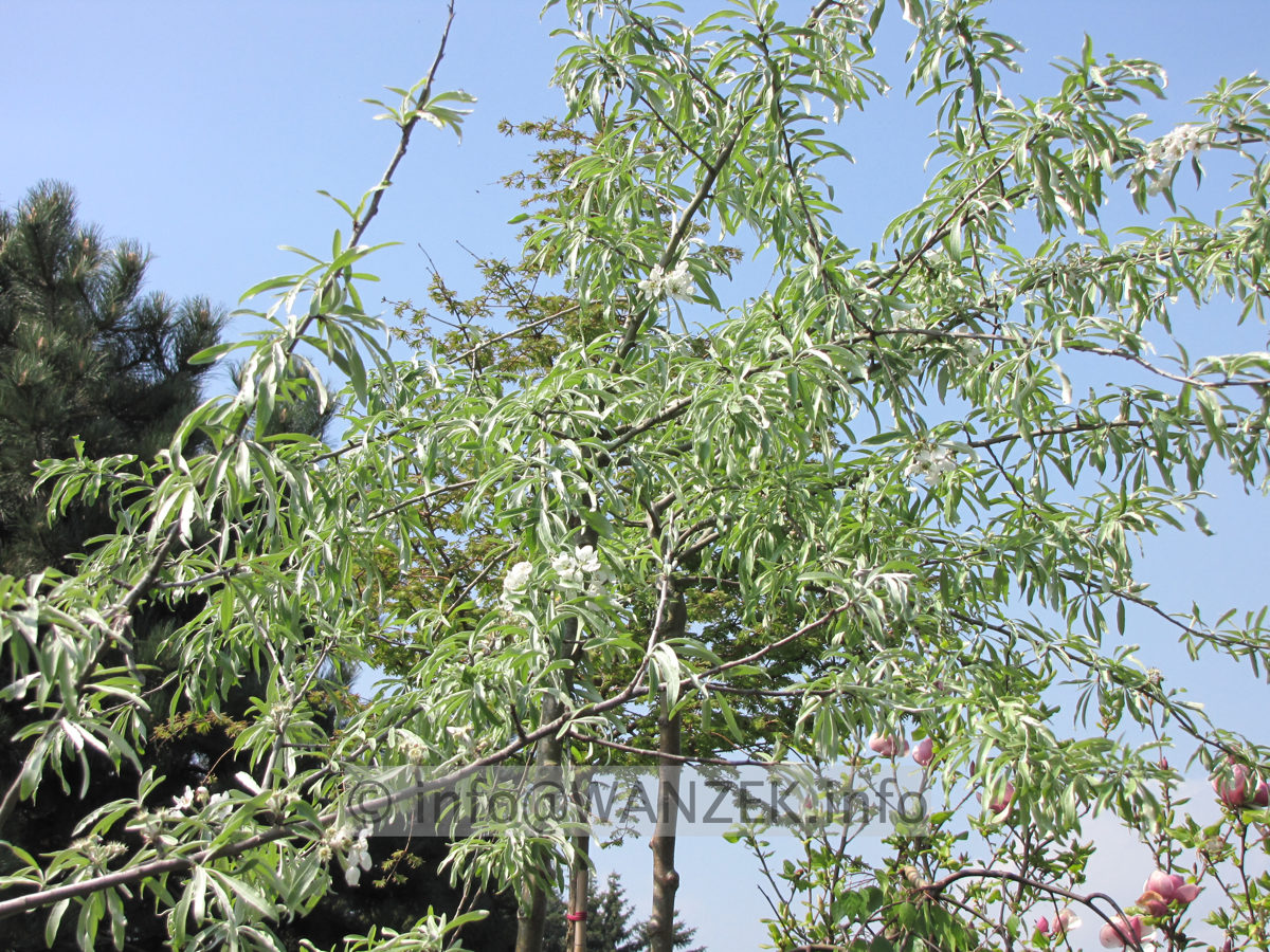 Pyrus salicifolia Pendula 04 Laub+Bluete.JPG